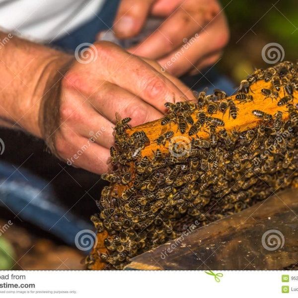 Звідки береться Апифобия і як позбавитися від боязні ос і бджіл? "